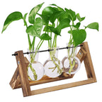 HASTHIP® 3Pcs Hydroponics Glass Planter