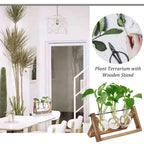 HASTHIP® 3Pcs Hydroponics Glass Planter