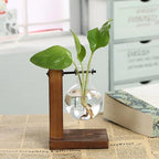 HASTHIP® 1Pcs Hydroponics Glass Planter